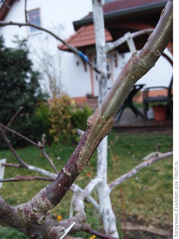прививка без "плечиков"