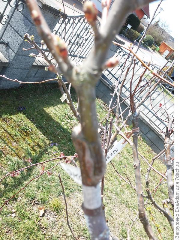 место прививки (черенком за кору)