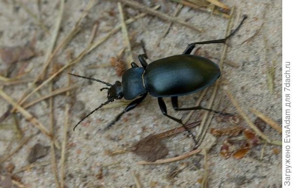 Такая взрослая особь