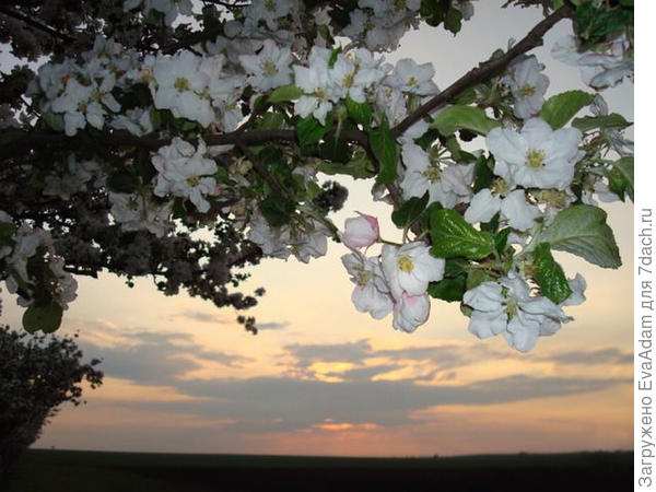 одним майским вечером)