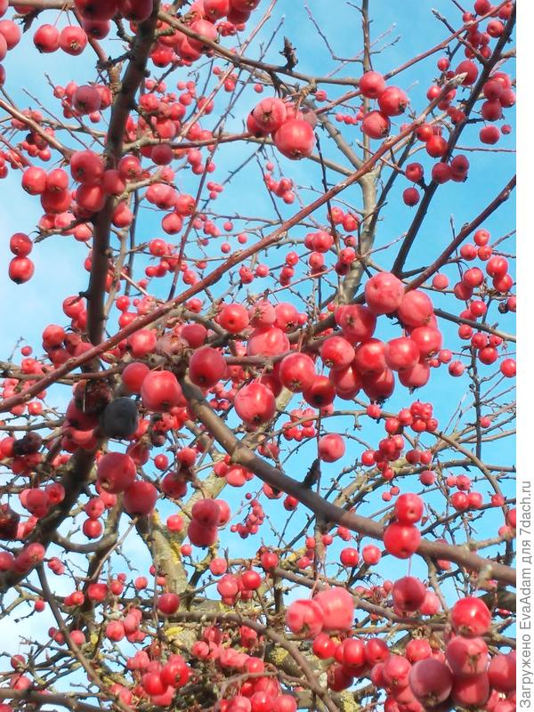 декоративная яблоня Рэд Сентинел