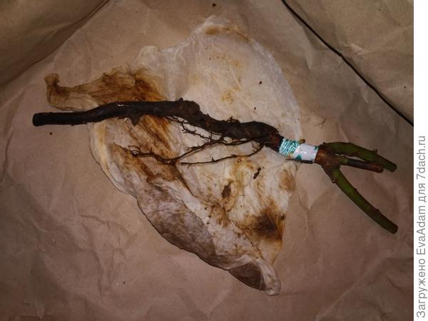 корень был завёрнут во влажное бумажное полотенце на 14 дней