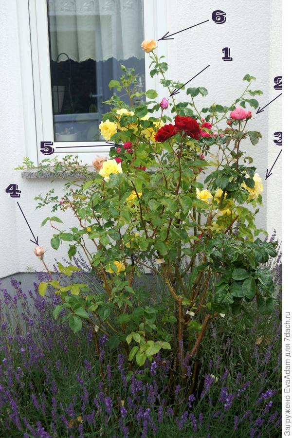 одновременно цветут 6 сортов из 17