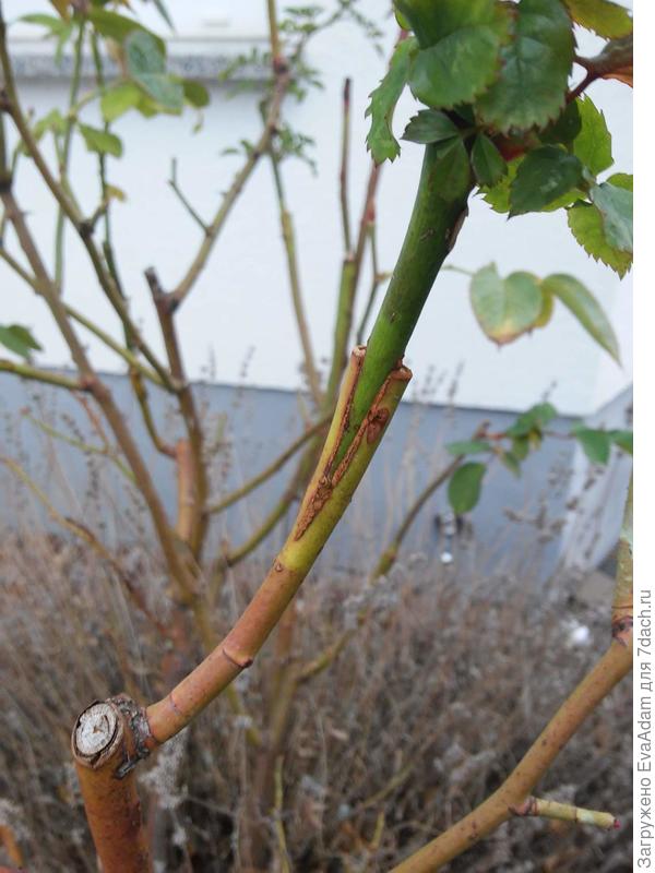 способ &quot;клином в расщеп&quot;