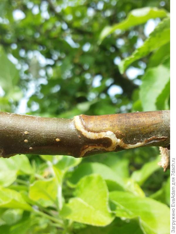 прививка прививочным секатором