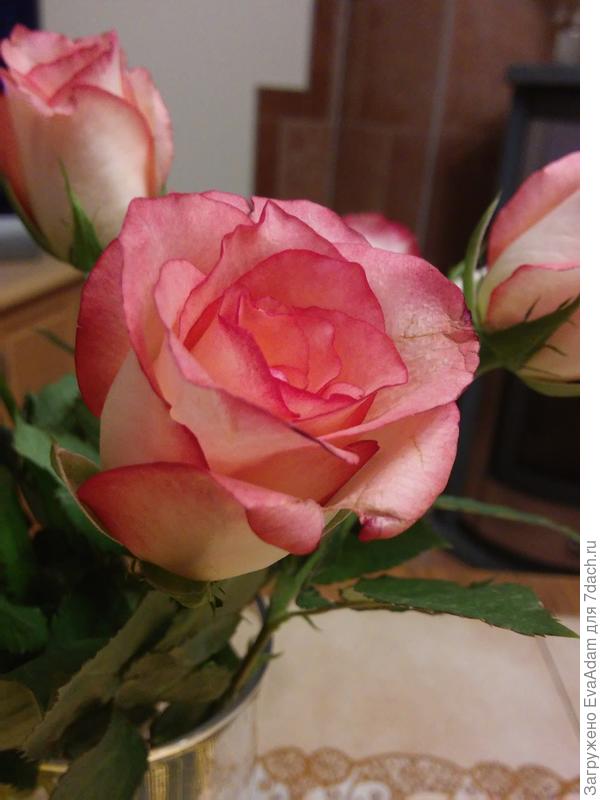 незнакомка )