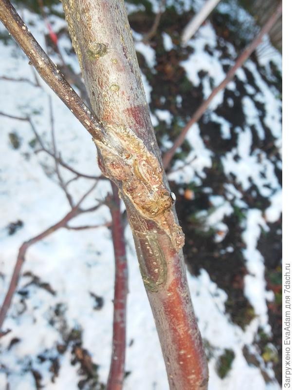 здесь на лысенькой веточке на том же дереве надо было повторить сорт с самой нижней ветки