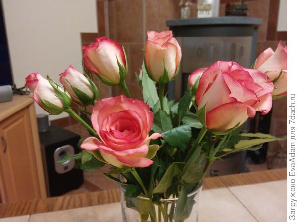 предположительно сорт Джумилия