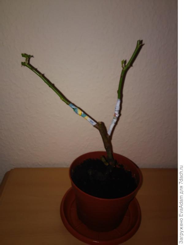 11 дней после прививки