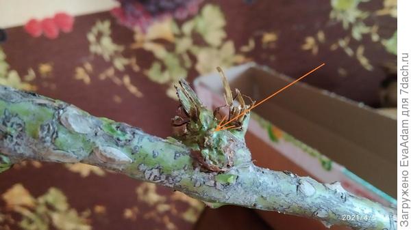 Здесь может проснуться, например