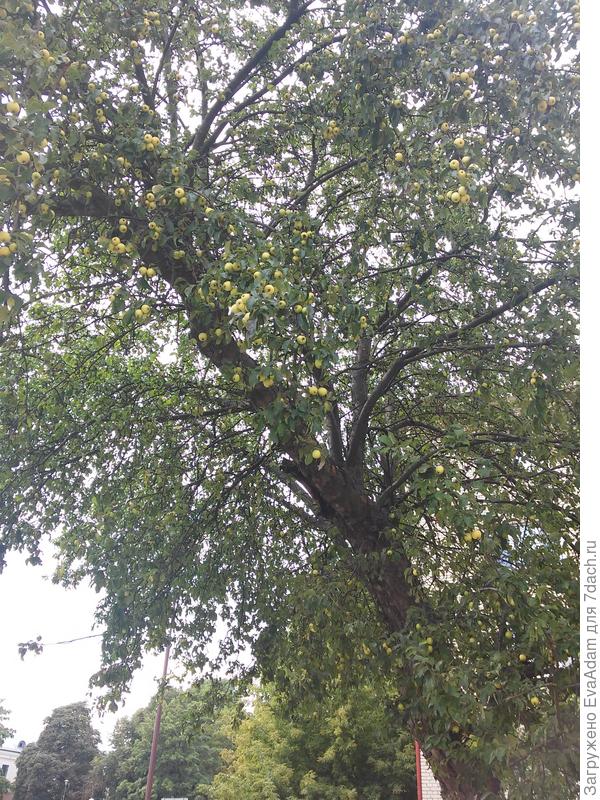 привлекла меня эта яблоня у драмтеатра в Гродно )
