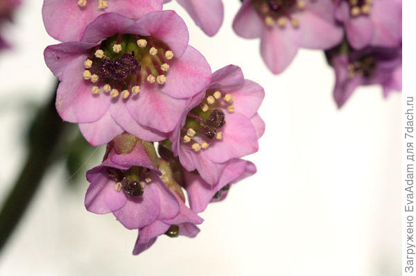 бадан - интересный объект для макросъёмки :)