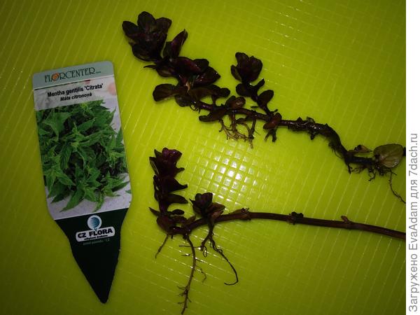 вот такой дивный базилик...