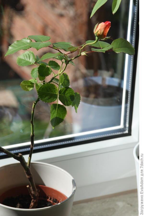 порадовал меня эксперимент!)