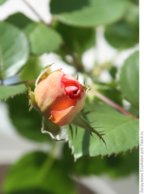 Вот-вот... ) Учиться прививать СТОИТ! ;)