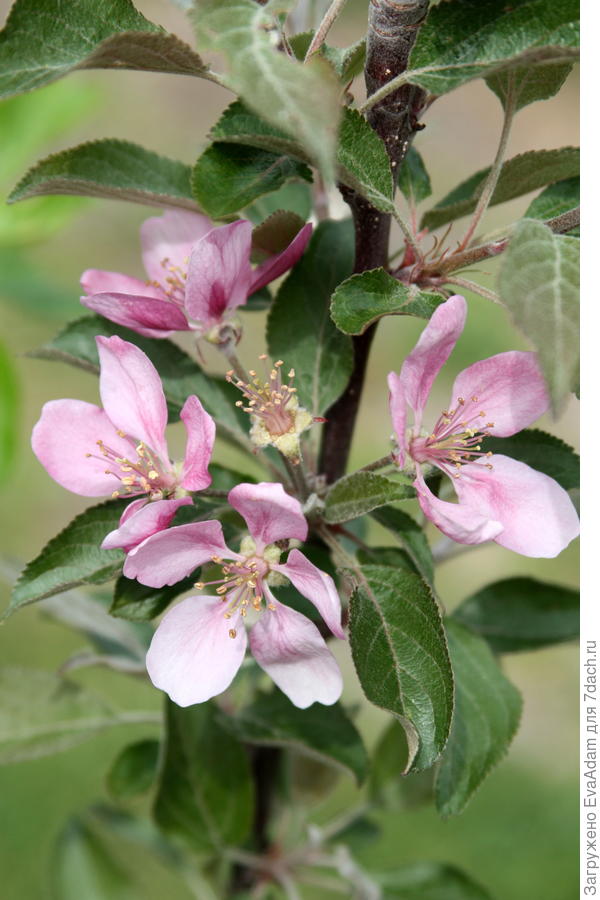 malus &quot;Eleyi&quot;