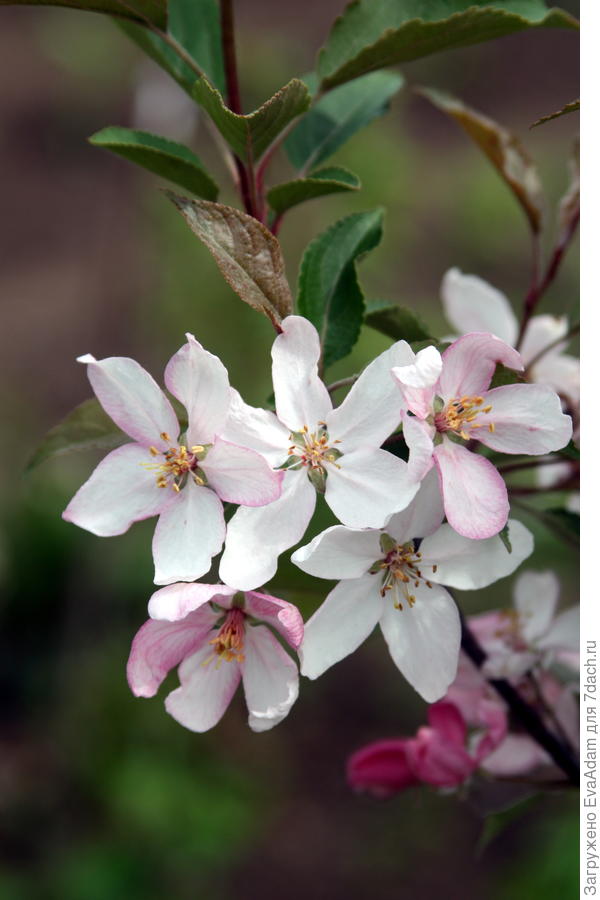 malus &quot;DVP Obel&quot;