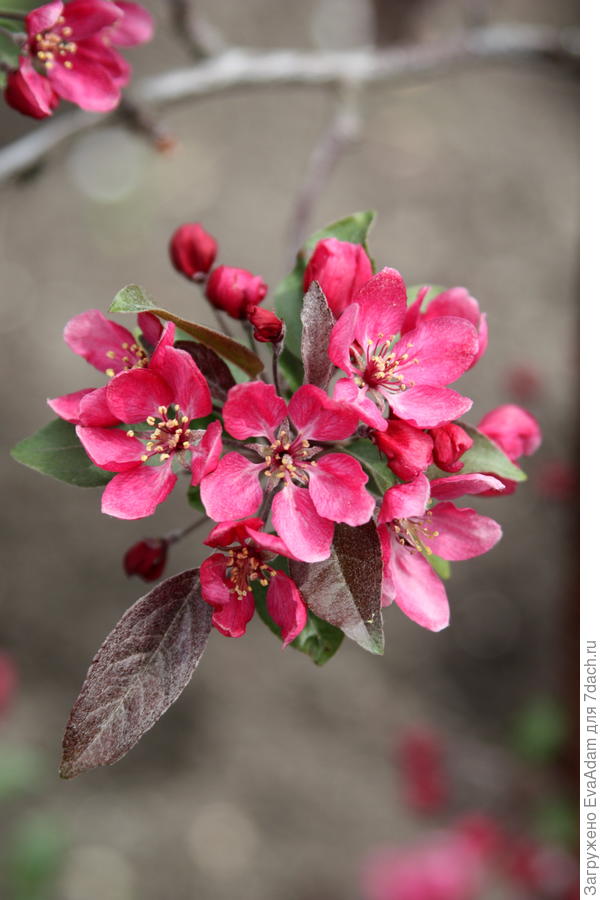 malus &quot;Profusion&quot;