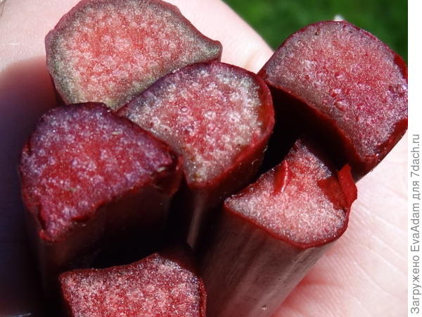 &quot;Гольштейнерская Кровь&quot; (фото из интернета)