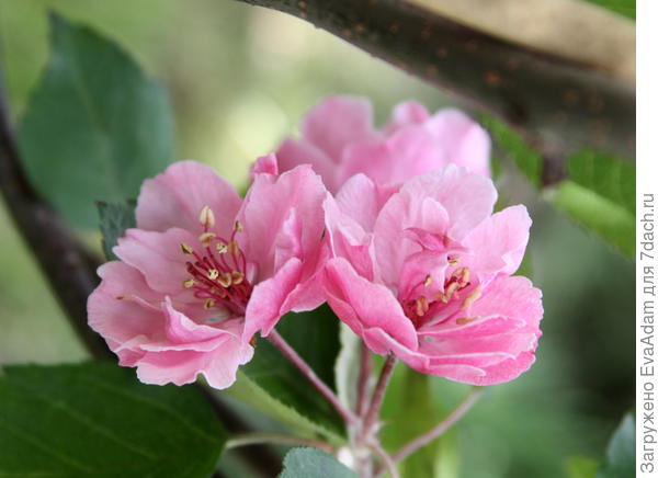 Бренди Мэджик