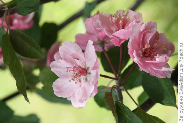 Бренди Мэджик