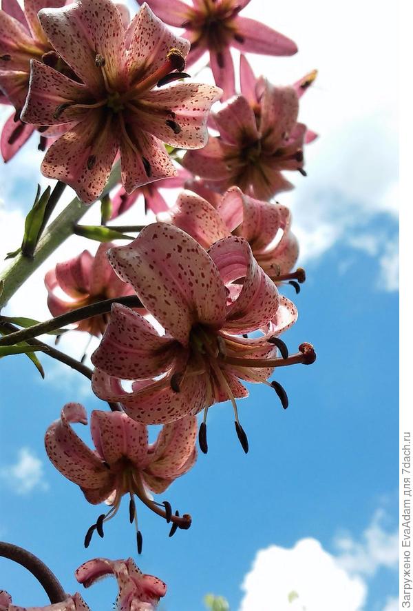 Лилия мартагон