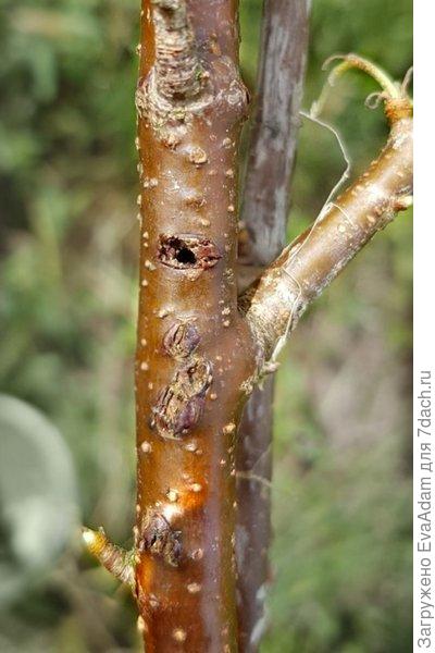 Такие вот отверстия на смородине (Foto: J. Schwefler, JKI).