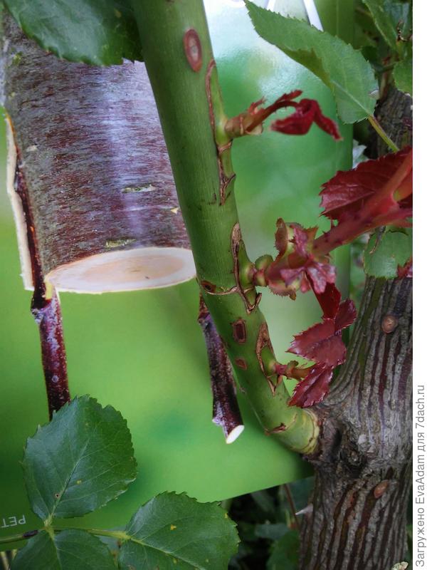 Вот так иногда пробуждаются все три...)