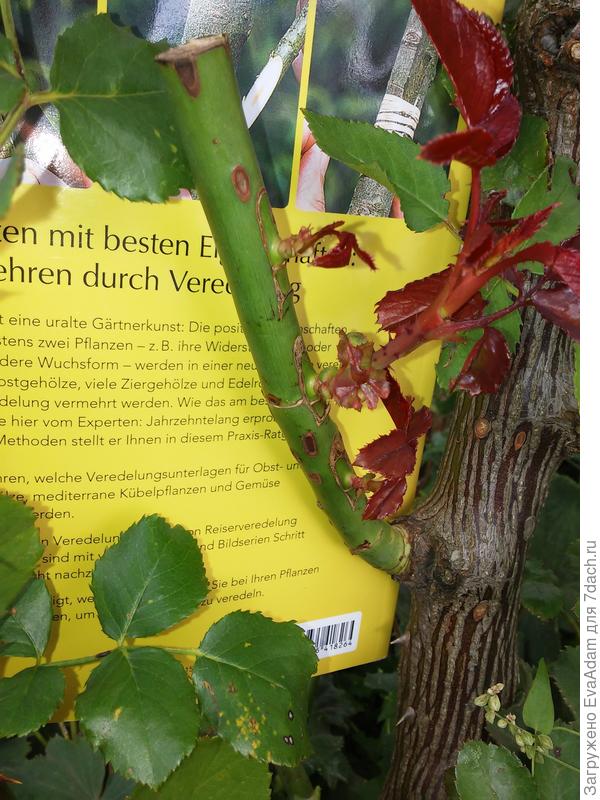 здесь тоже видно )