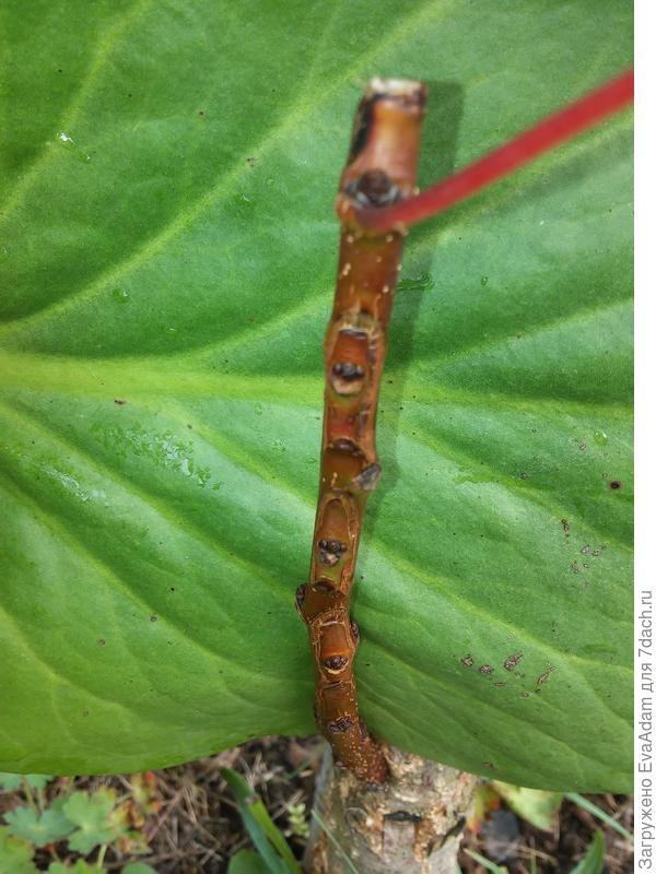 на абрикосе