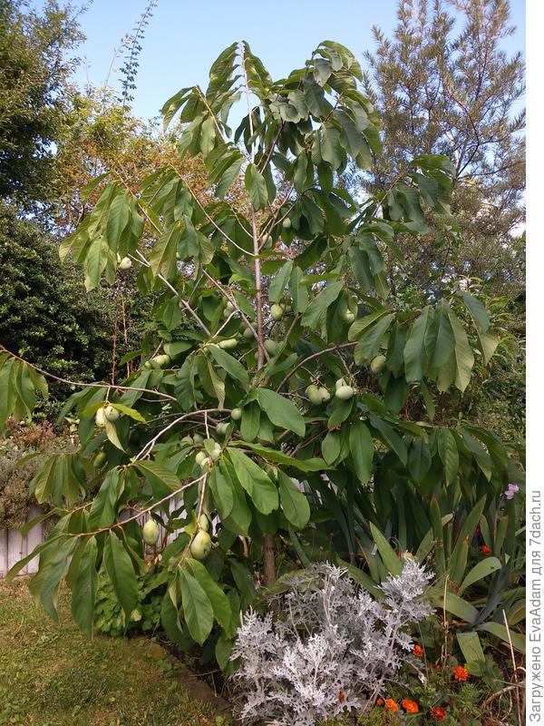 азимина... одинокая...)