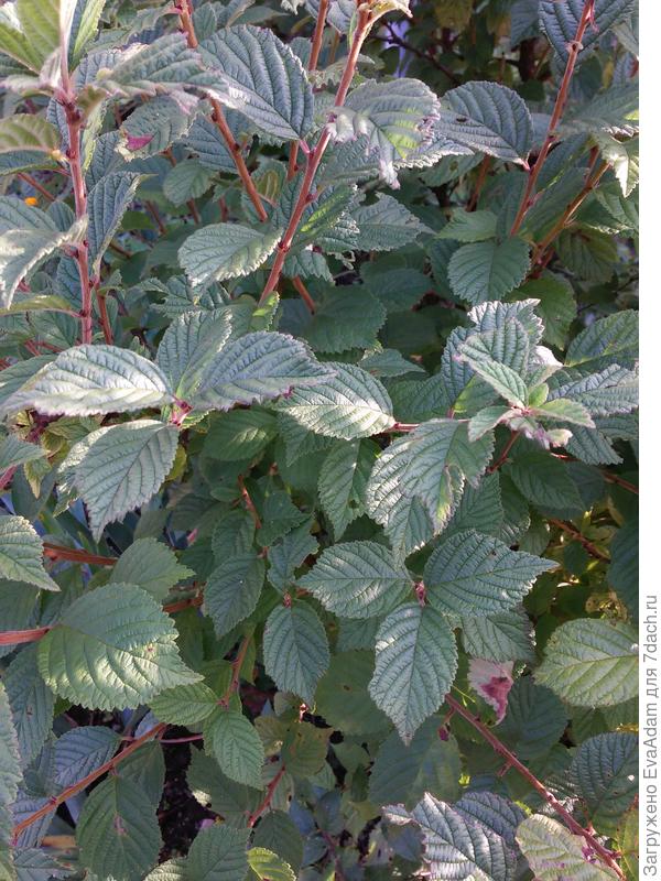 войлочная вишня