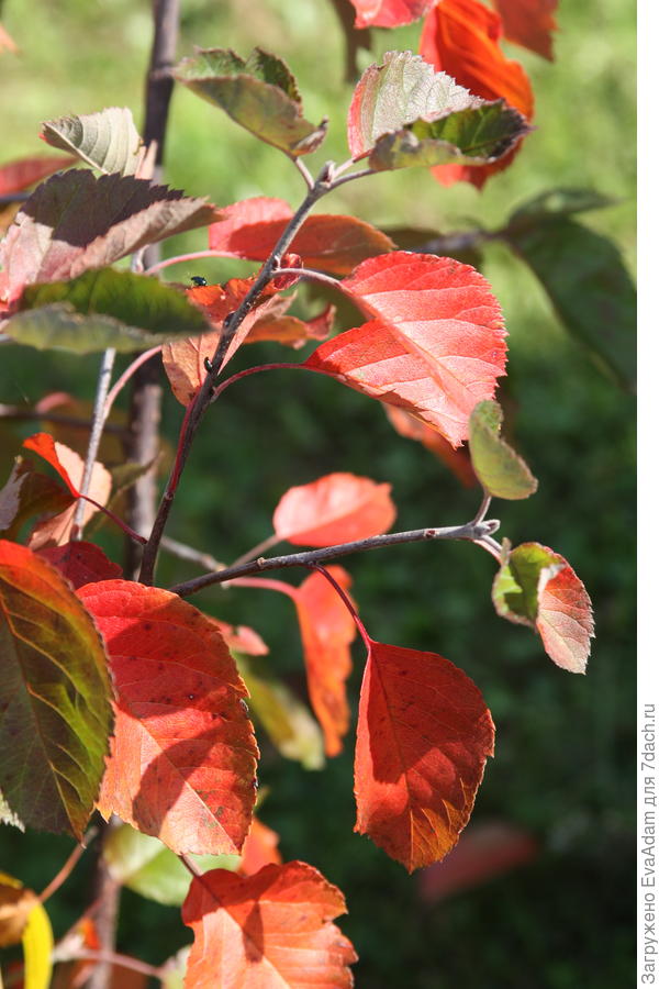 +21,2°C в 18.30ч. Листья декоративной яблони Brandy Magic.
