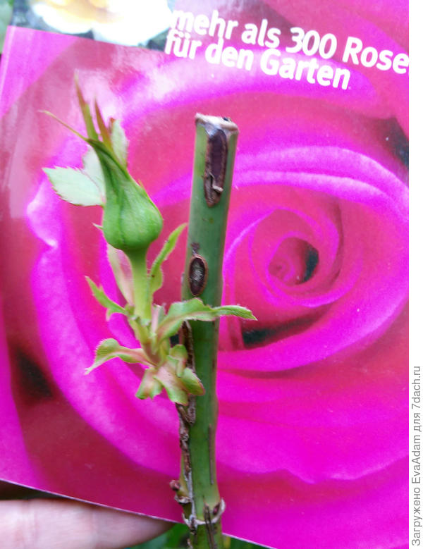 меня обрадовать спешащая!..))))