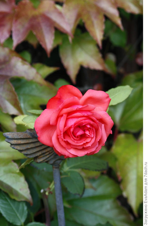 На крыльях осени...