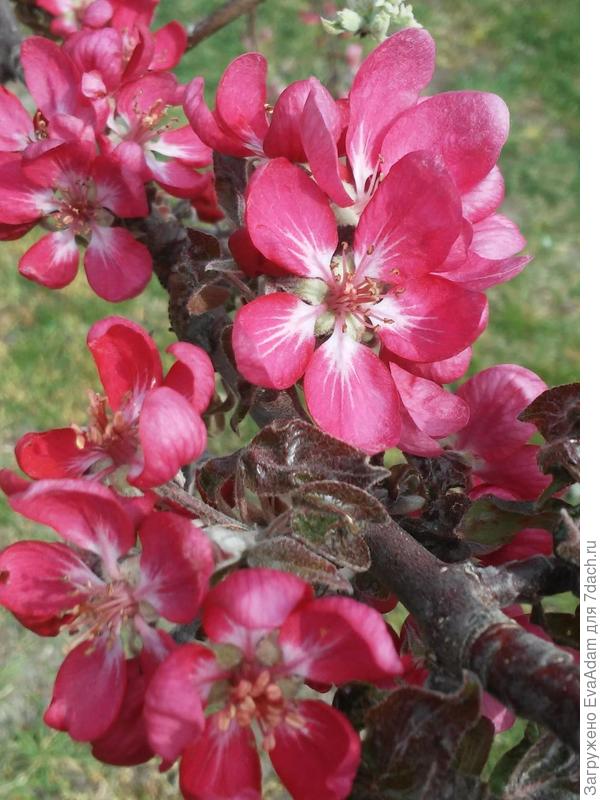 и такие у Одиссо