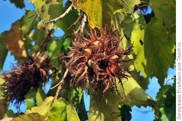 Corylus colurna плоды (фото из интернета)
