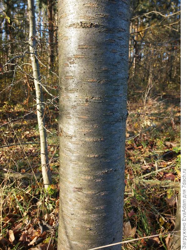 кора двадцатилетнего дерева