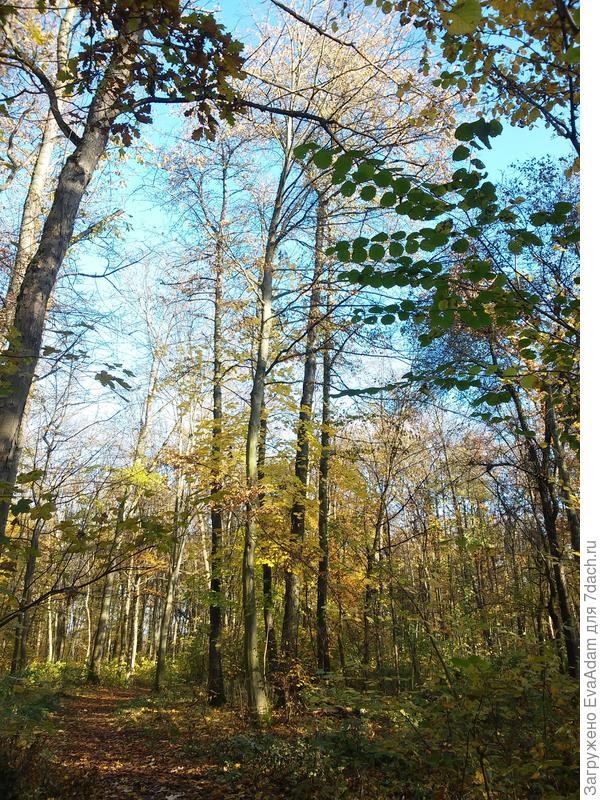 в центре стоит бук, рядом поблизости - лесные черешни