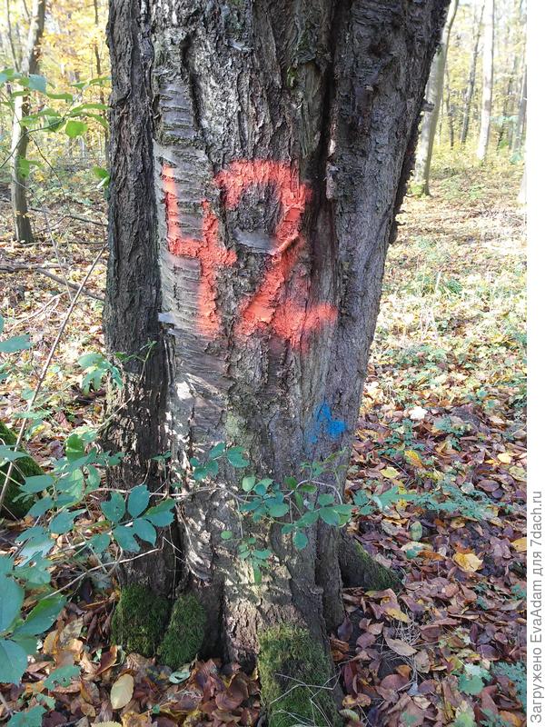 это было в обхвате 2,09 м, сантиметровой ленты не хватило!