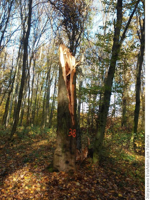 это сломало ветром, лесничий пометил его для уборки