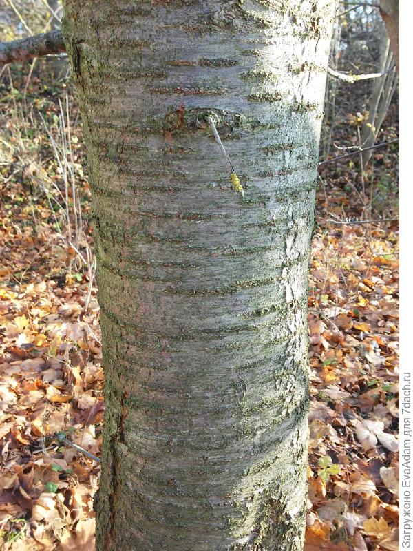 типичная кора