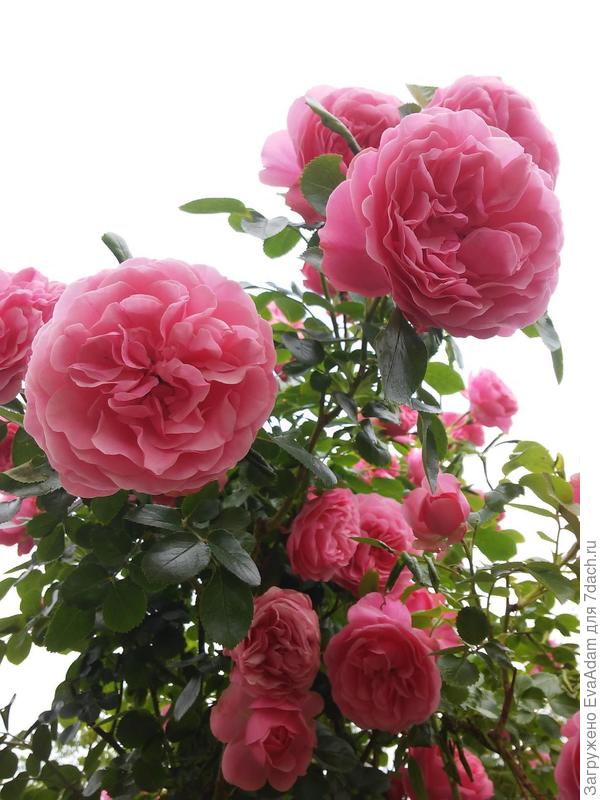 роза &quot;Леонардо да Винчи&quot;