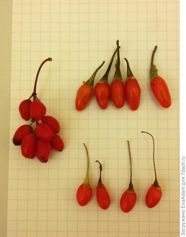 слева барбарис, верхний ряд - сорт с горчинкой, внизу - сладкий. Последний крупнее обычно, но это остатки с куста.