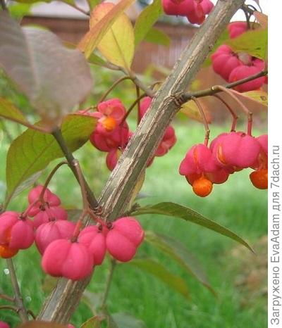 бересклет европейский (фото из интернета)