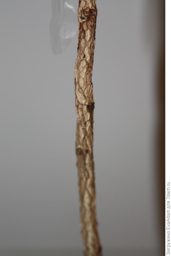 красивая пробковая кора на медвежьем орехе