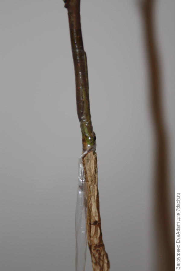 улучшенная копулировка (под лупой виден каллус на стыках)