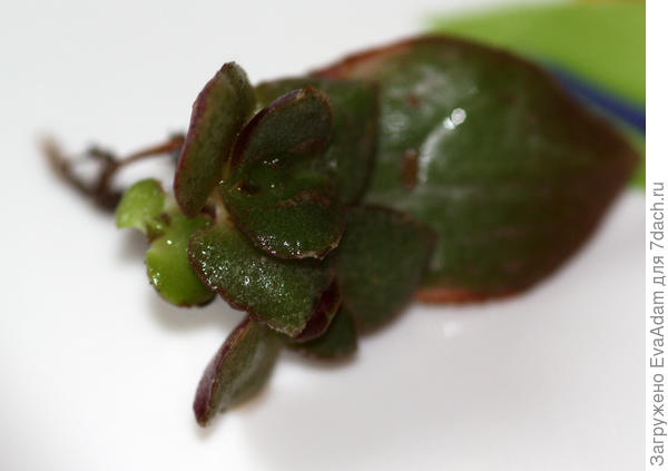 так укоренился листик денежного дерева