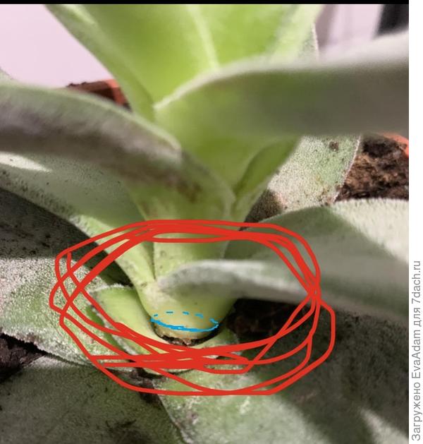 так делаем окончательный срез после отделения, присыпаем активированным углем