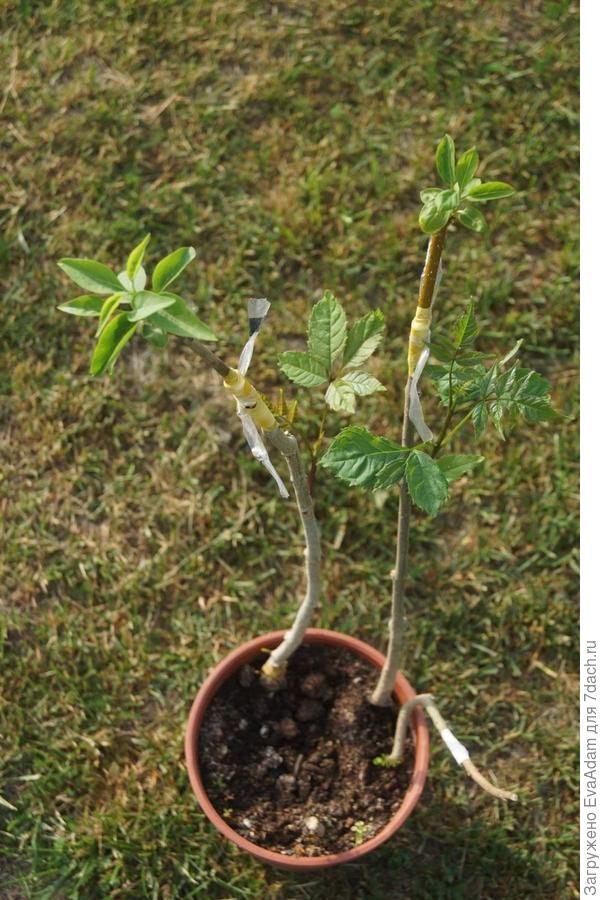 сирень слева на ясене и даже... фоззиция!